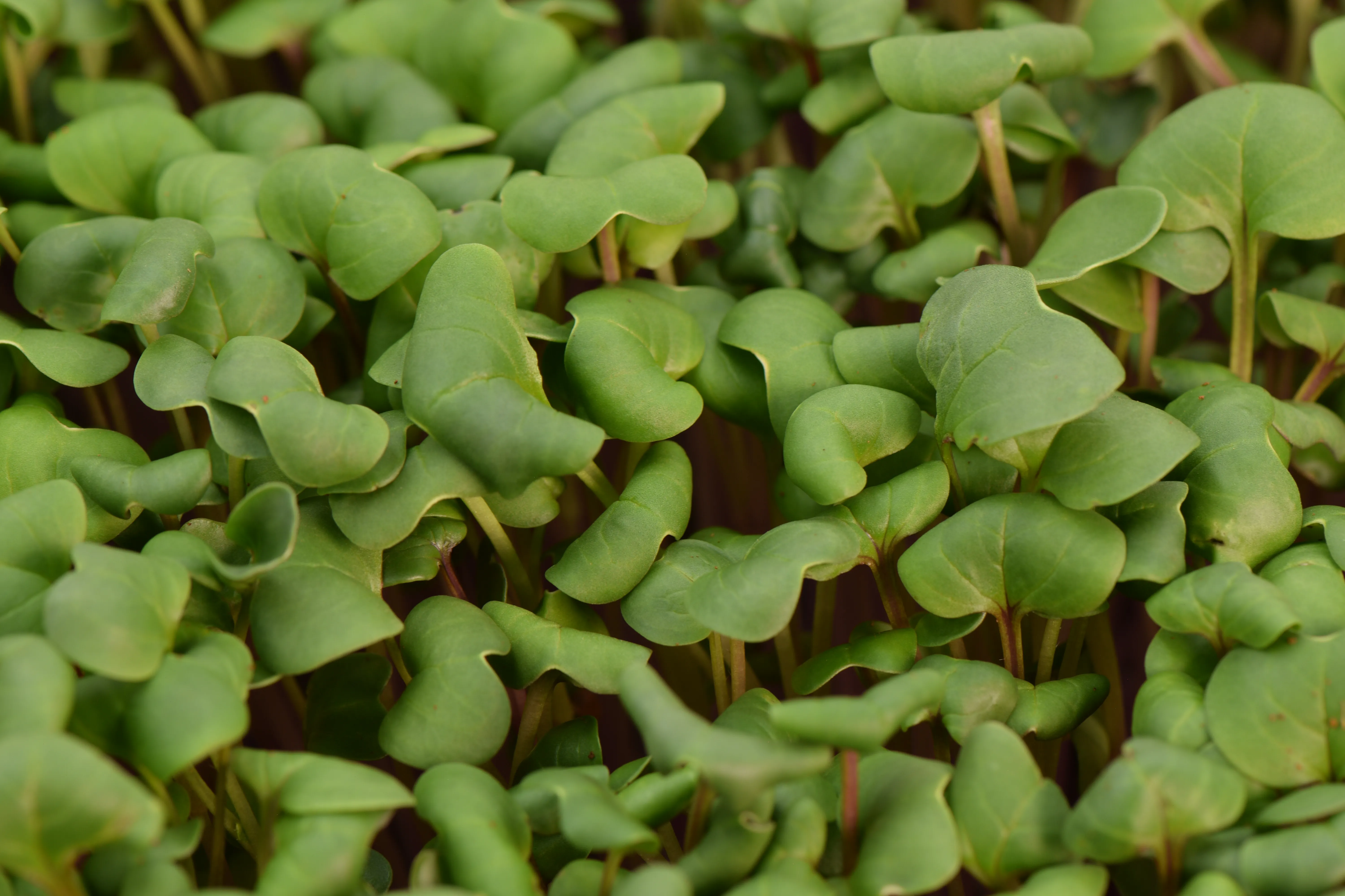 Ředkvička Růžová