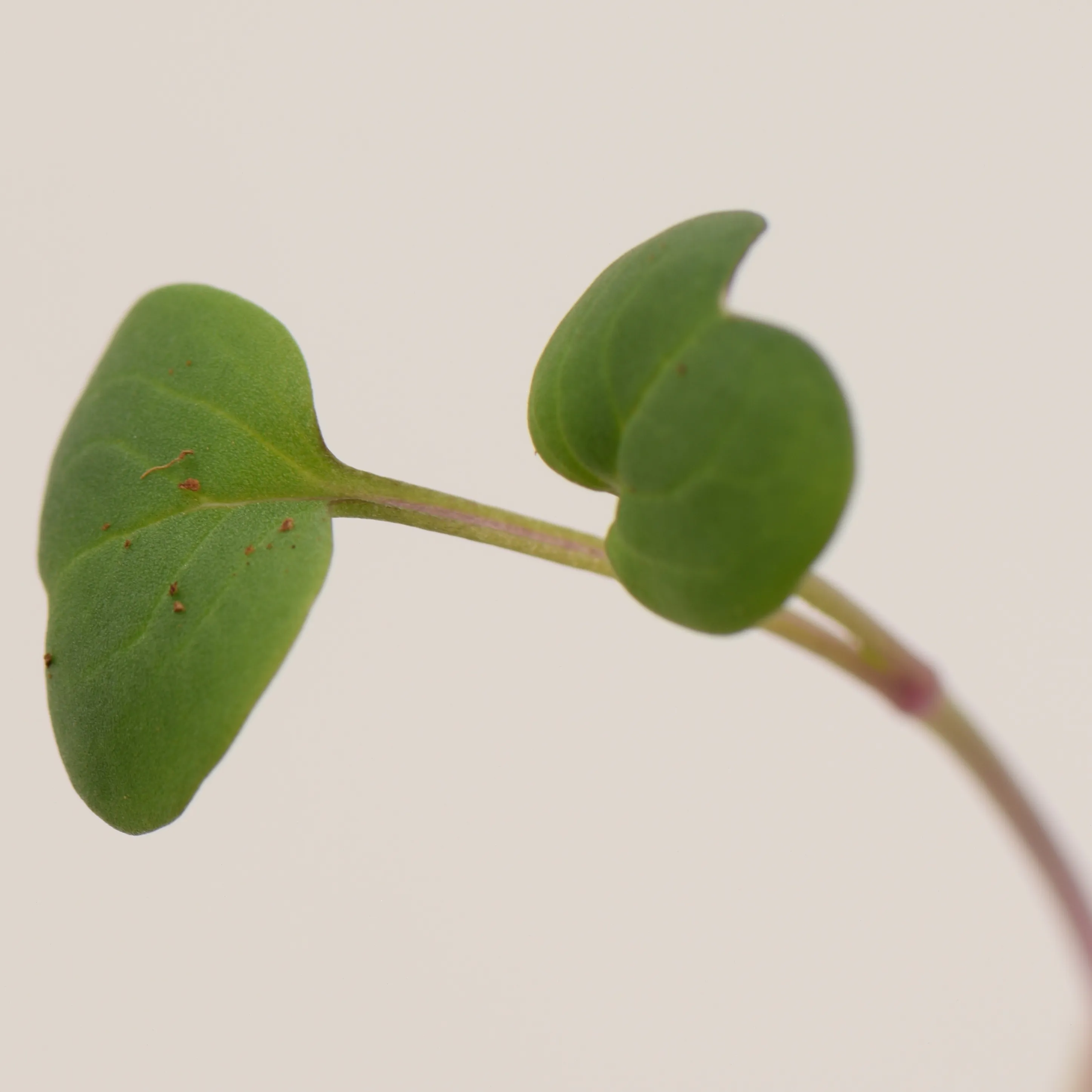 Ředkvička Růžová