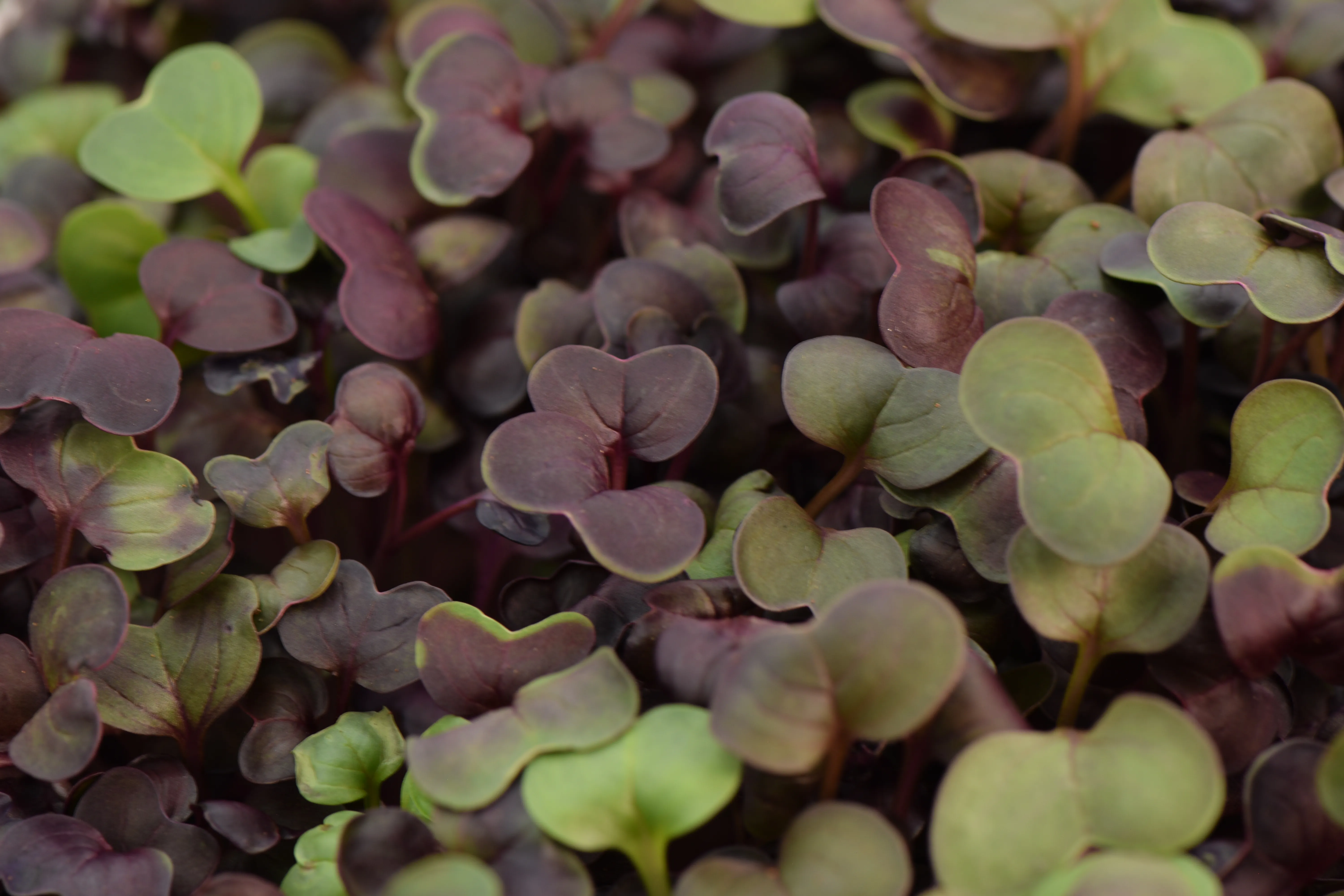 Ředkvička Fialová