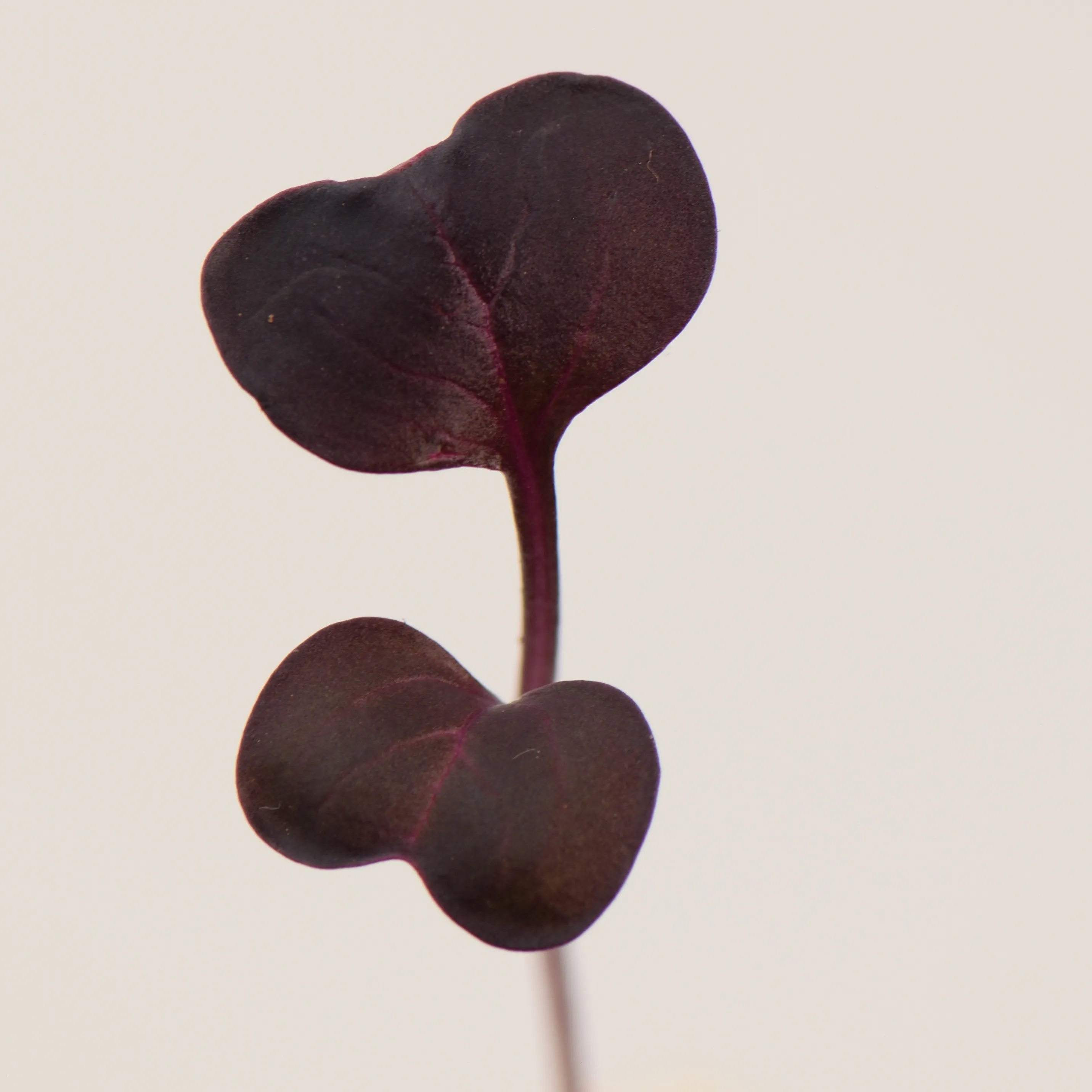 Ředkvička Fialová