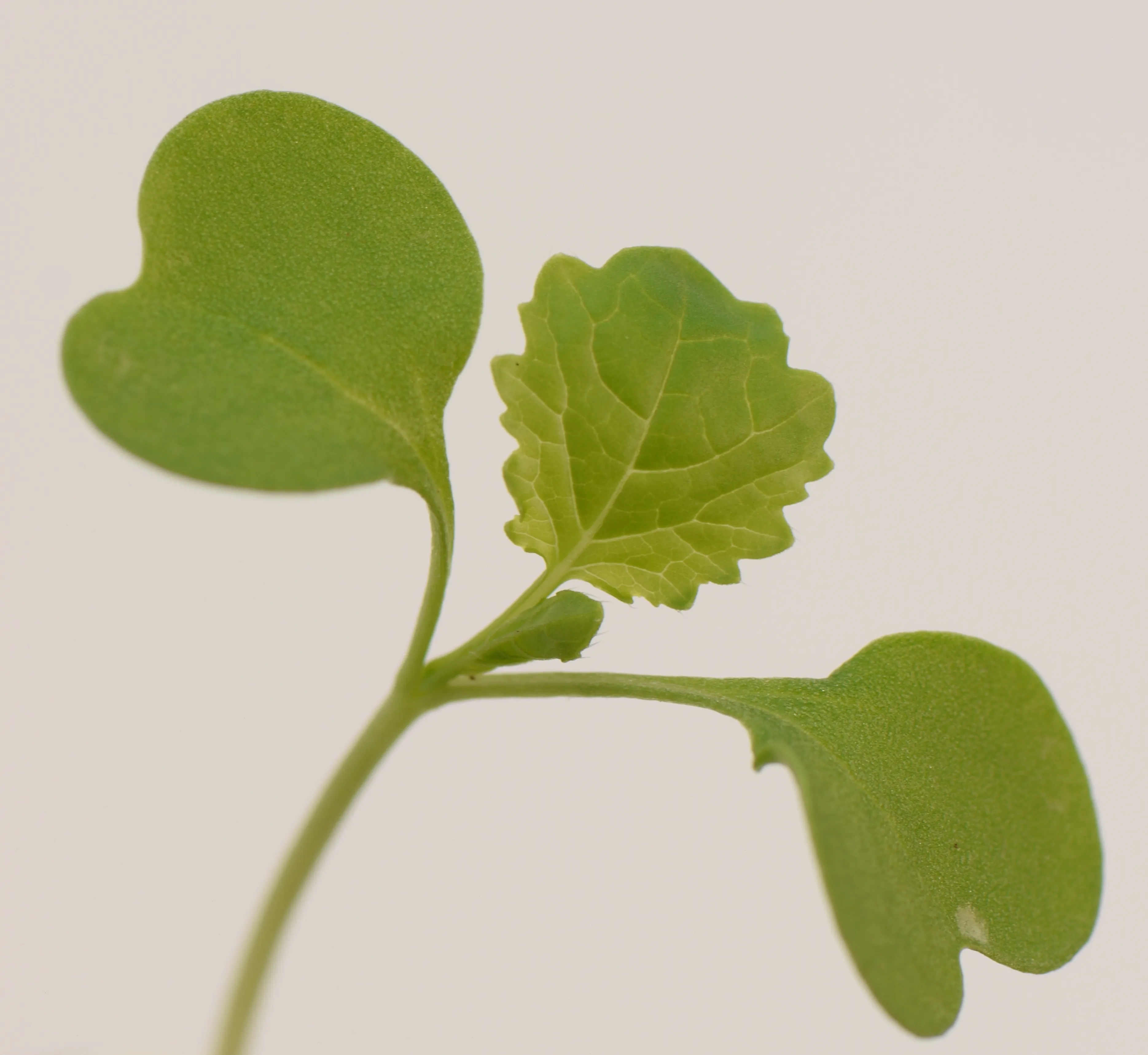 rukola_crop_cikv65s2ur.webp