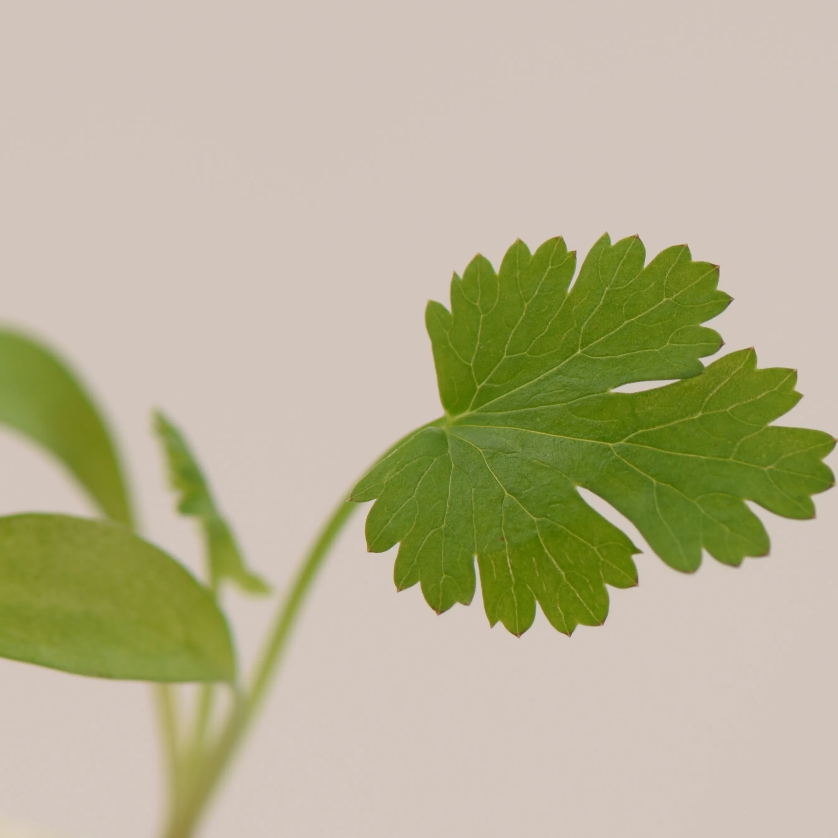ok_koriandr_crop_6xsdw1op2r.webp
