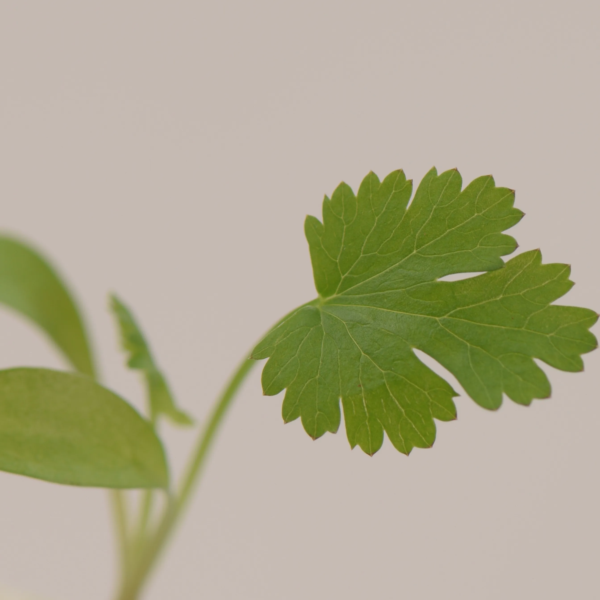 ok_koriandr_crop_6xsdw1op2r.webp